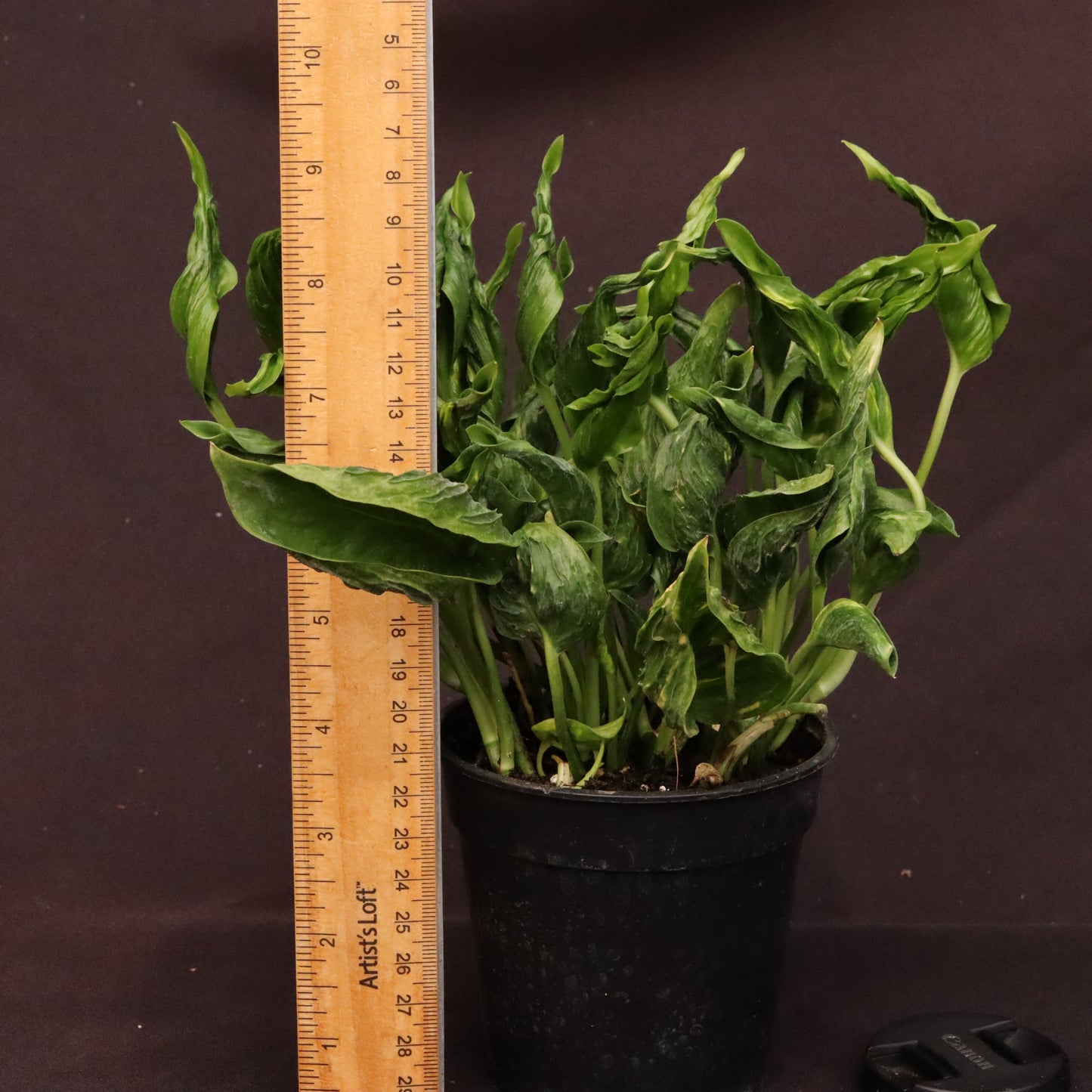 Epipremnum Shangri-La - Grower's Choice