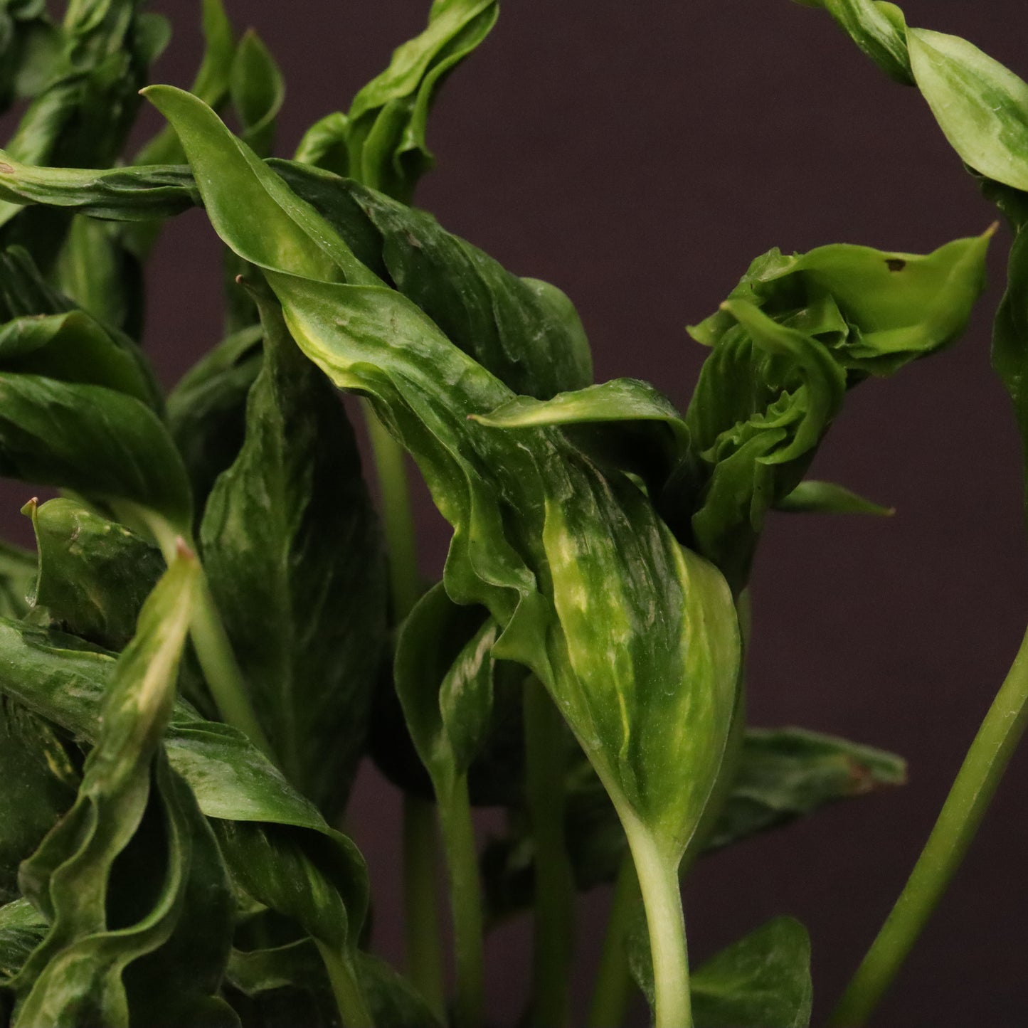 Epipremnum Shangri-La - Grower's Choice