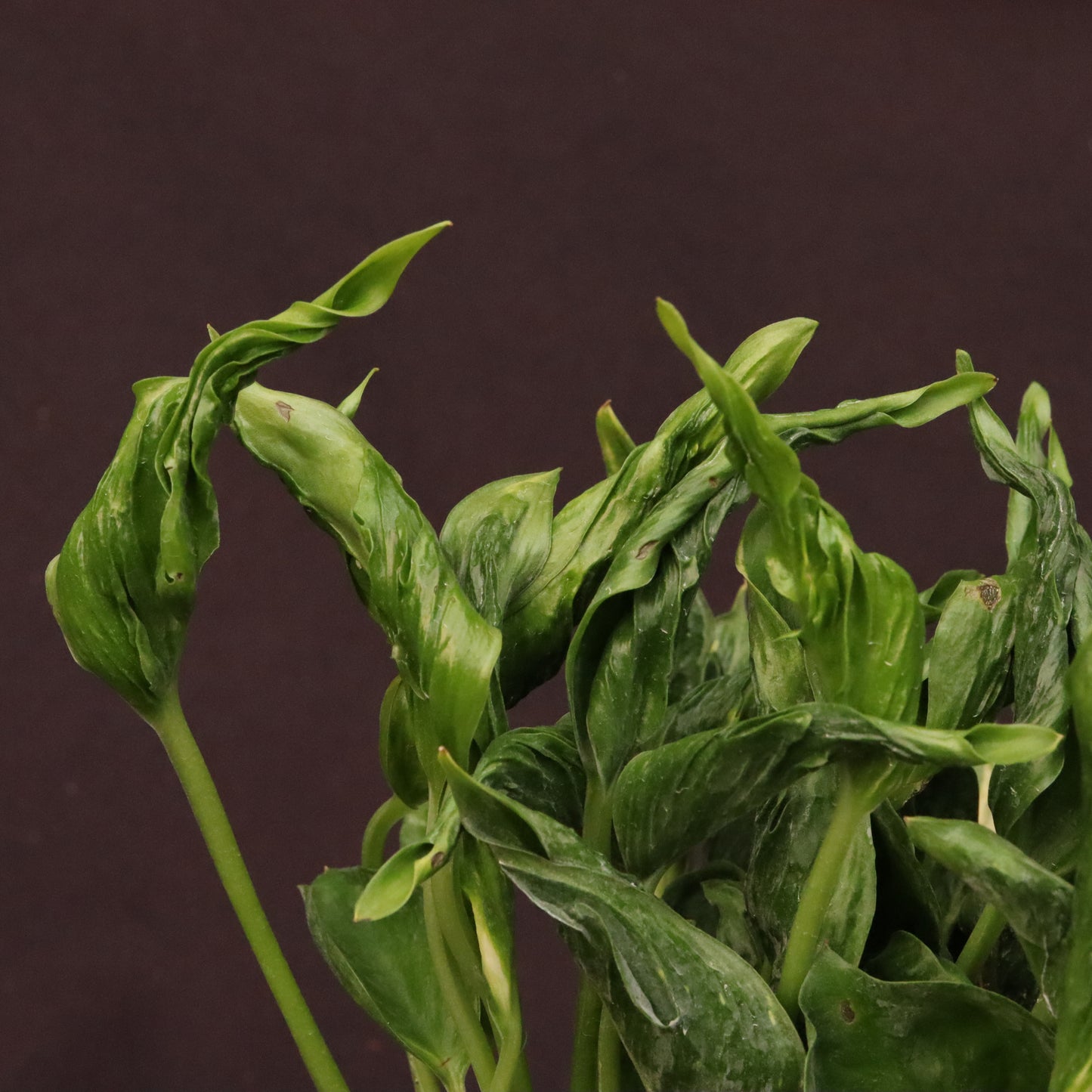 Epipremnum Shangri-La - Grower's Choice