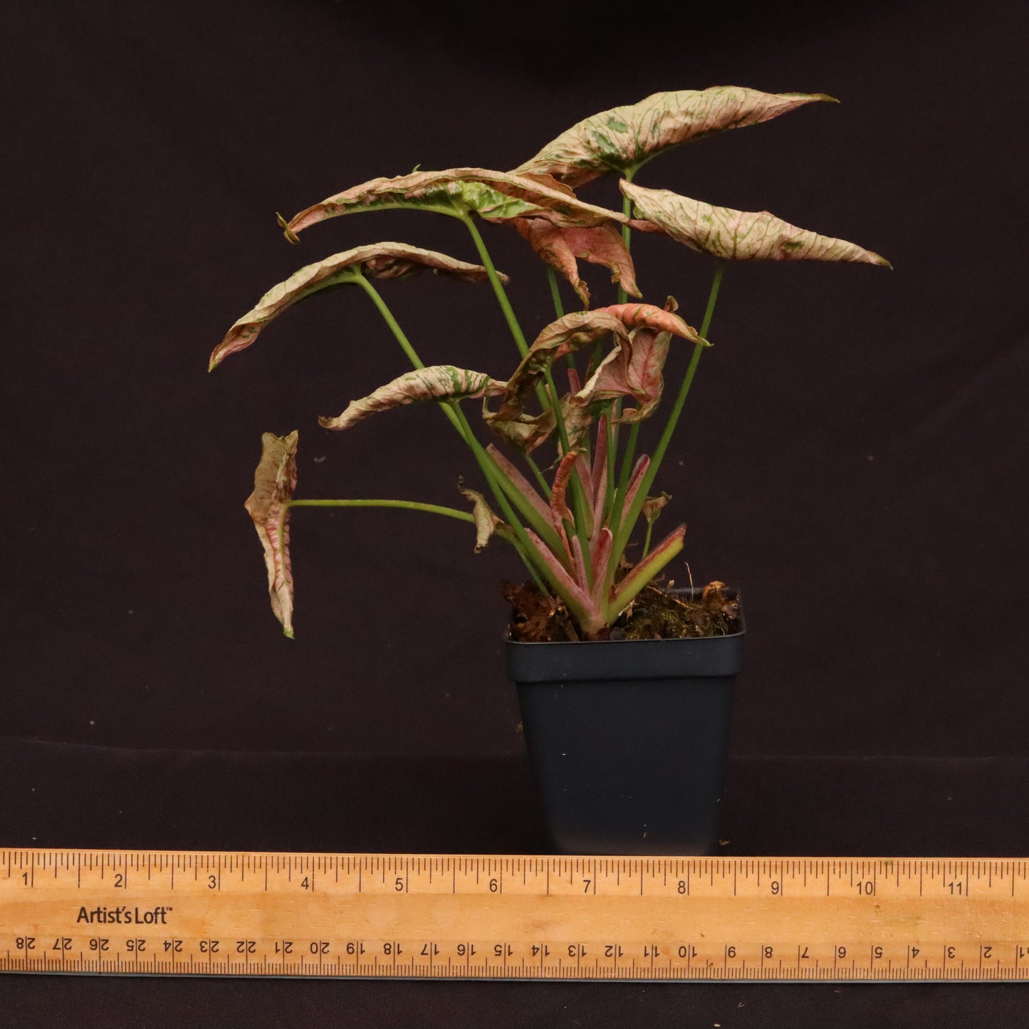 Syngonium Pink Rolli