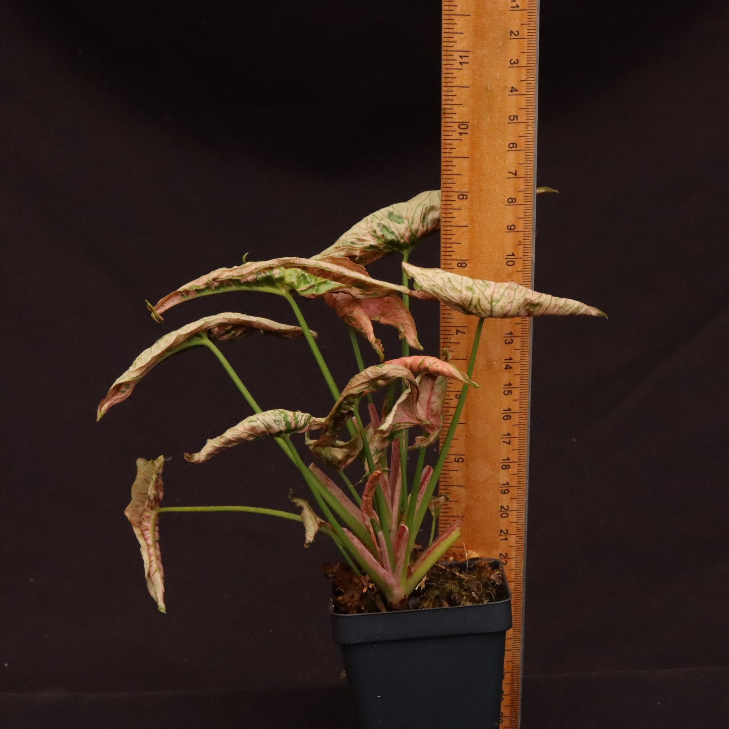 Syngonium Pink Rolli
