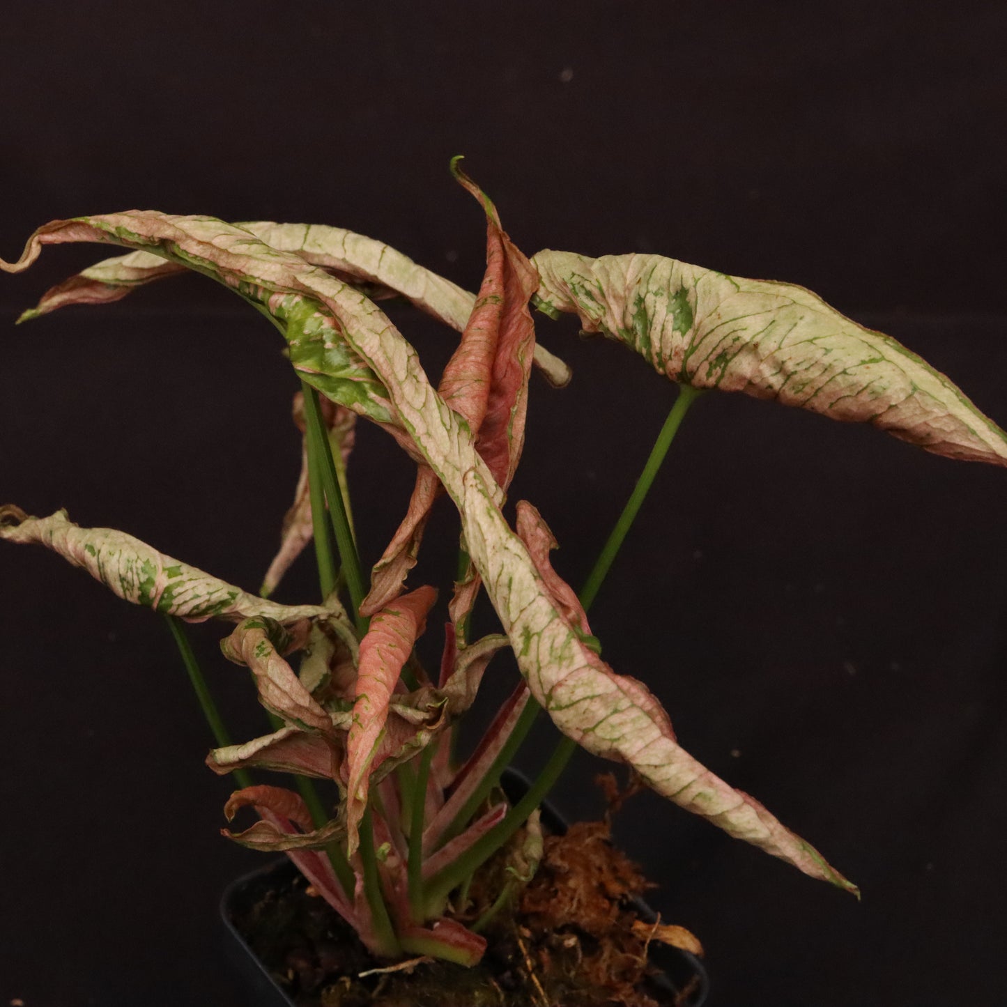 Syngonium Pink Rolli