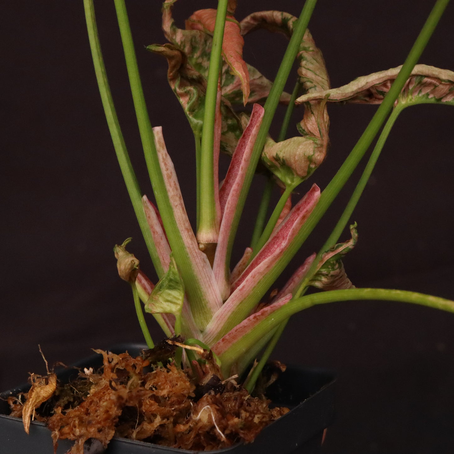 Syngonium Pink Rolli