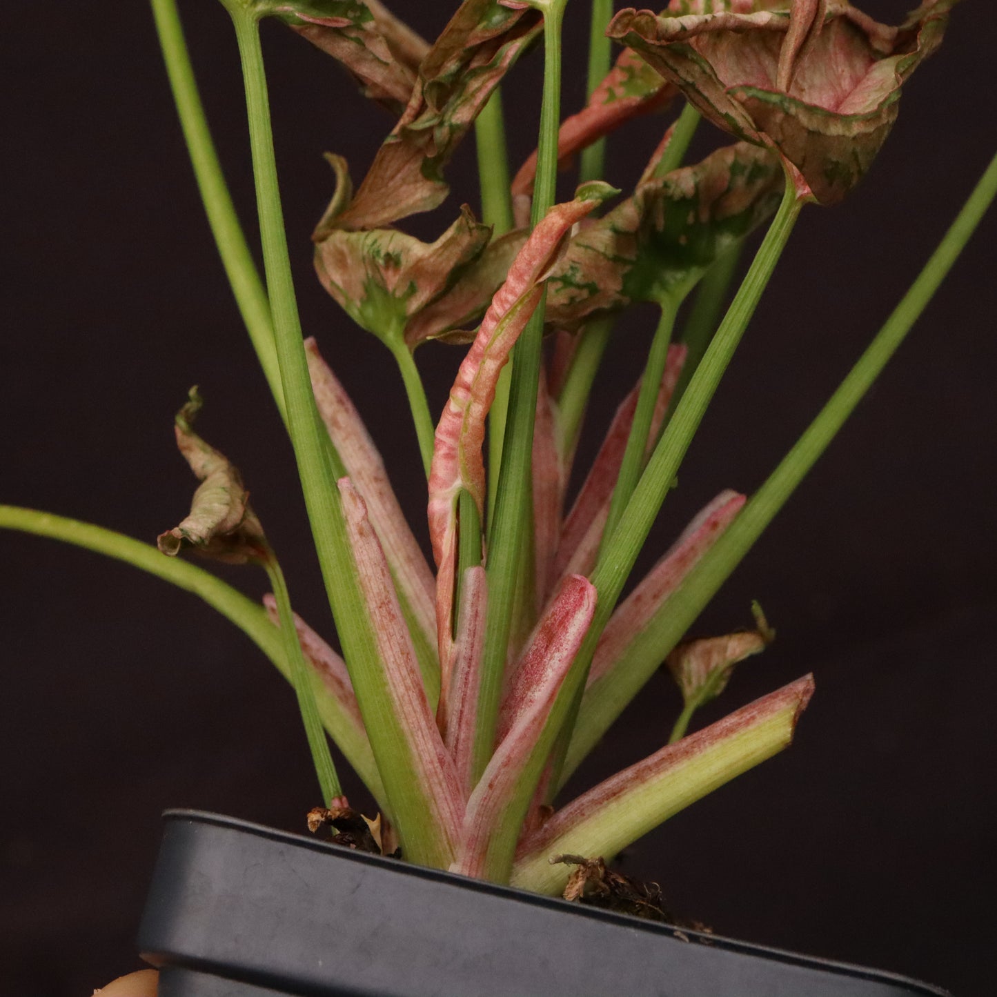 Syngonium Pink Rolli