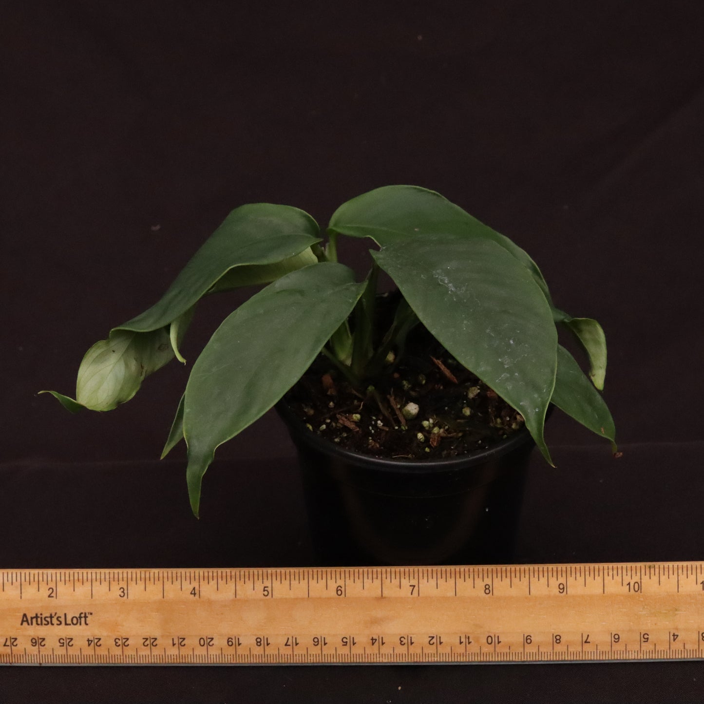 Rhaphidophora Hookeri - Grower's Choice.