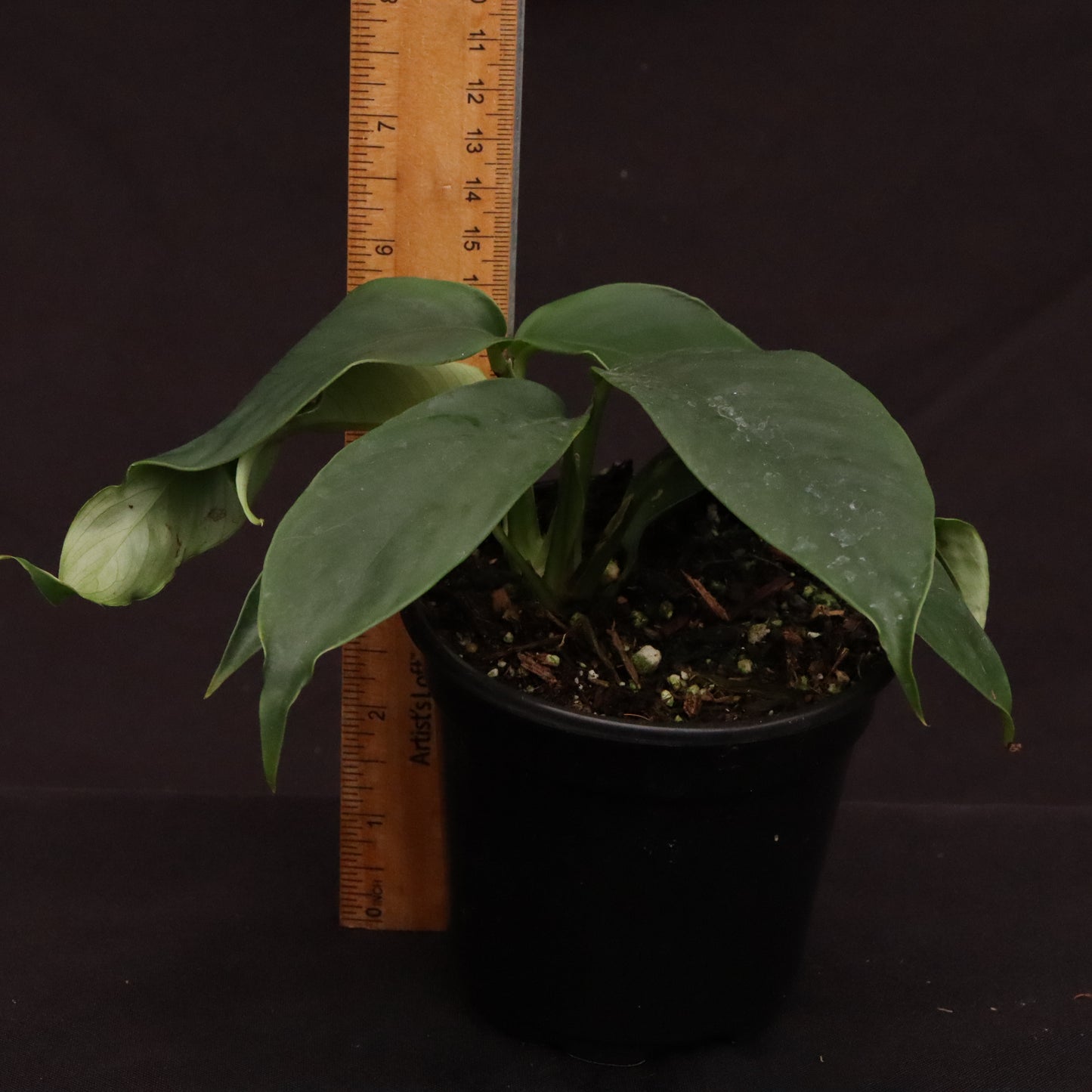 Rhaphidophora Hookeri - Grower's Choice.