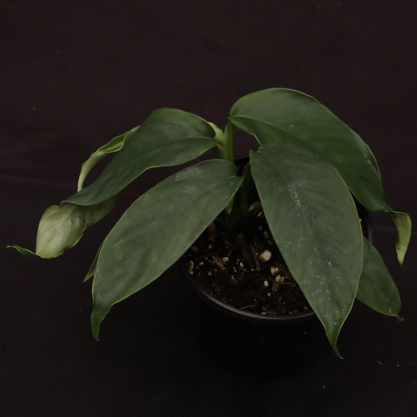 Rhaphidophora Hookeri - Grower's Choice.