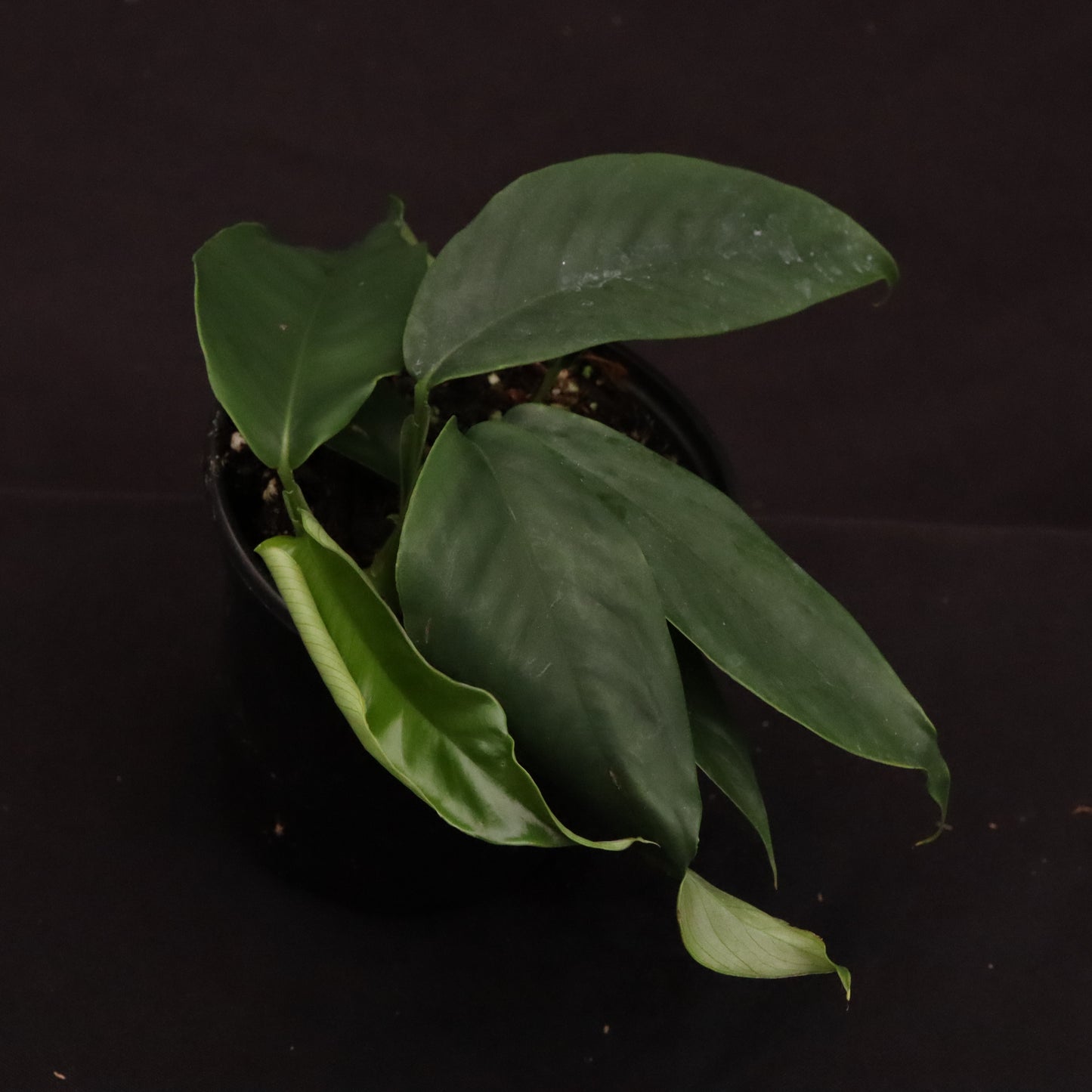 Rhaphidophora Hookeri - Grower's Choice.
