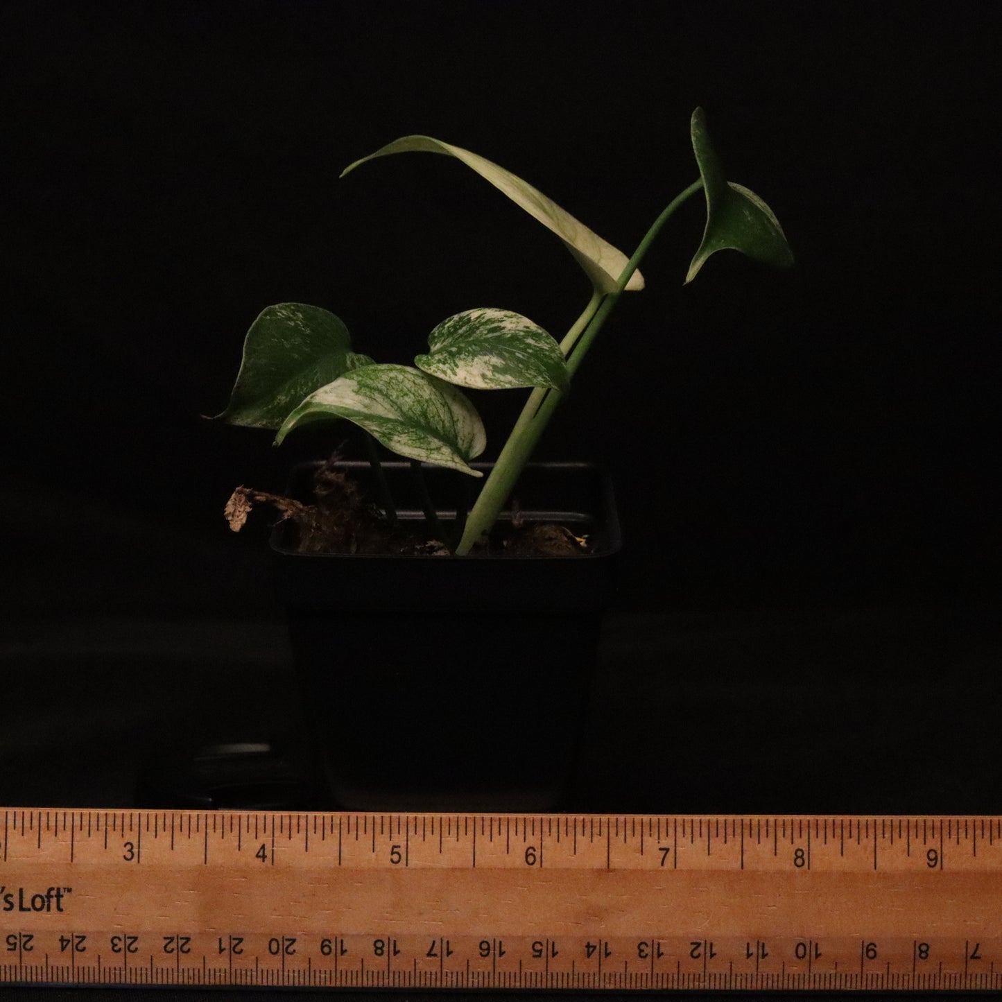 Variegated Monstera Deliciosa Mint - Large Form