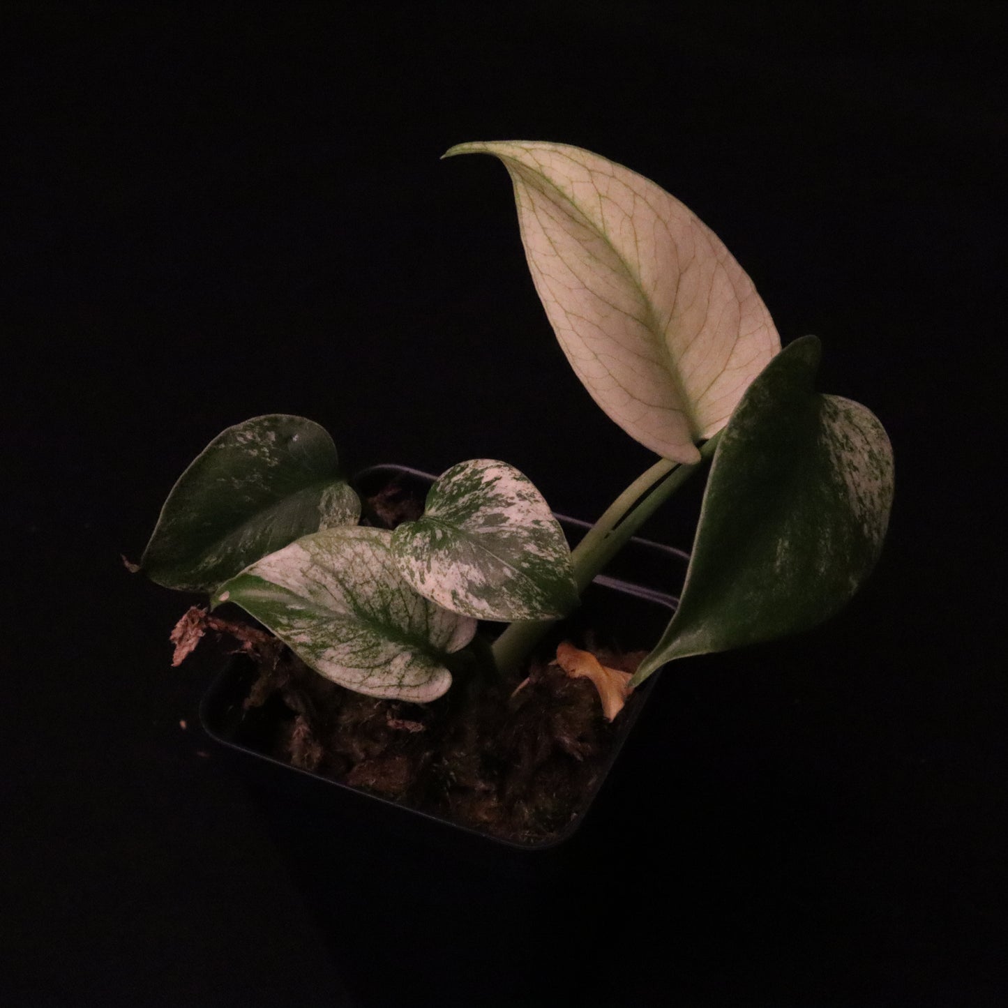 Variegated Monstera Deliciosa Mint - Large Form