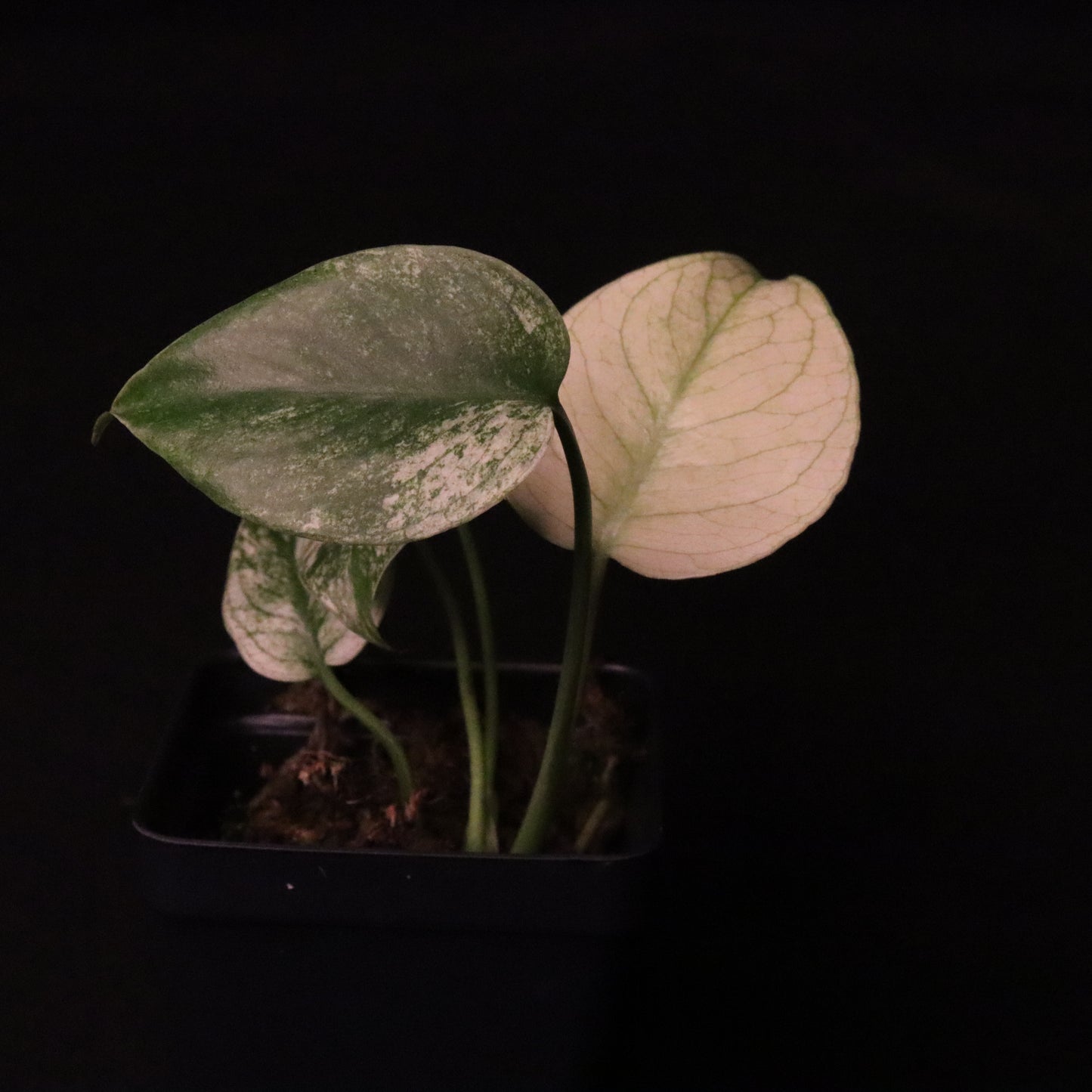 Variegated Monstera Deliciosa Mint - Large Form