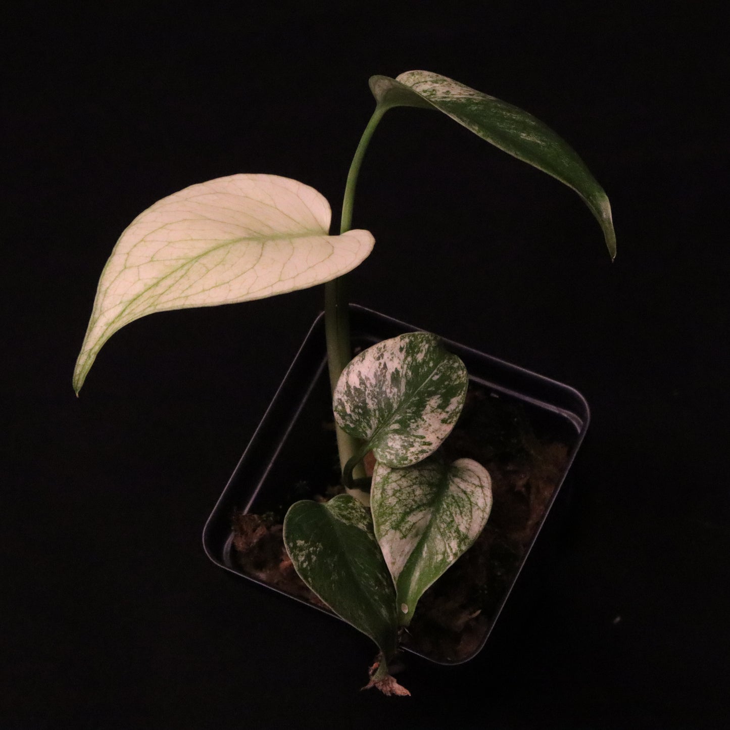 Variegated Monstera Deliciosa Mint - Large Form