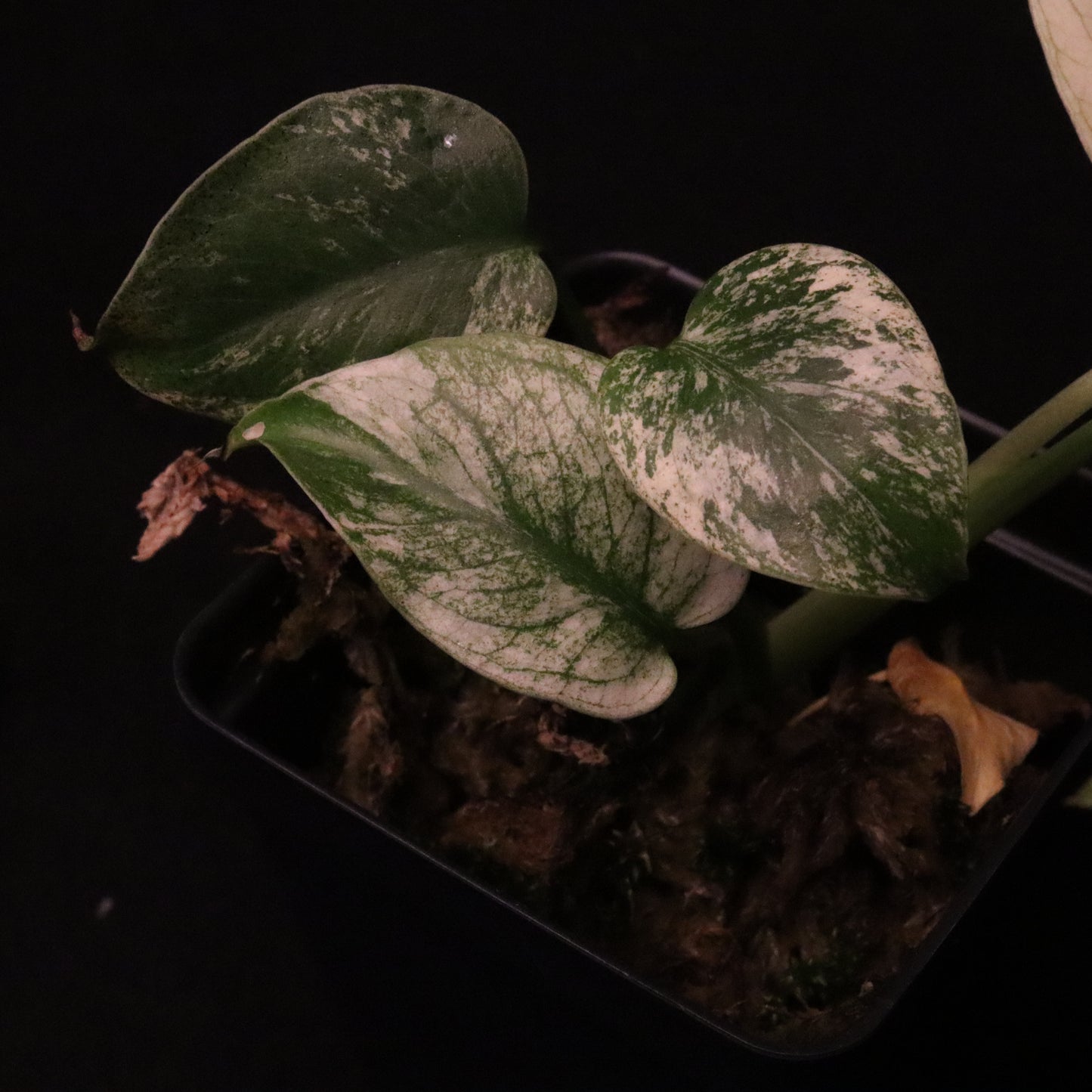 Variegated Monstera Deliciosa Mint - Large Form