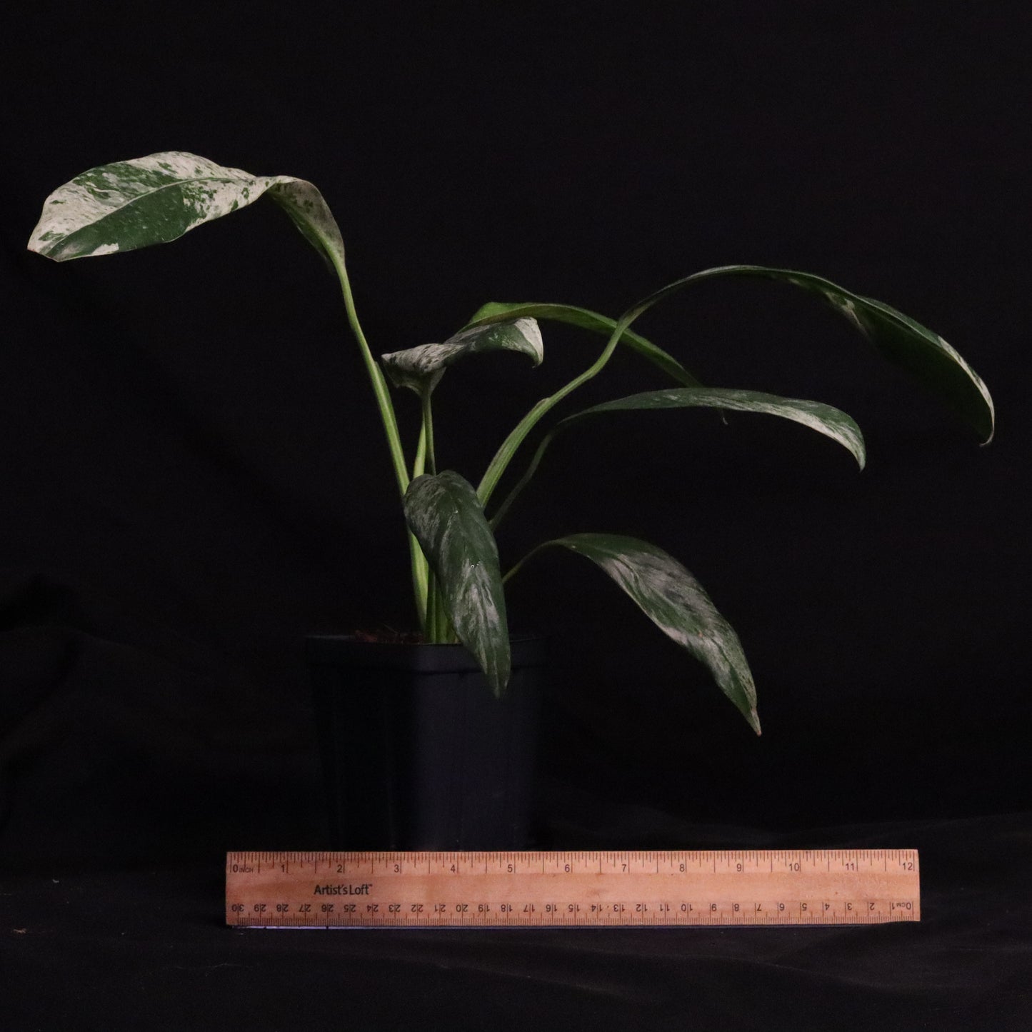 Variegated Epipremnum Giganteum