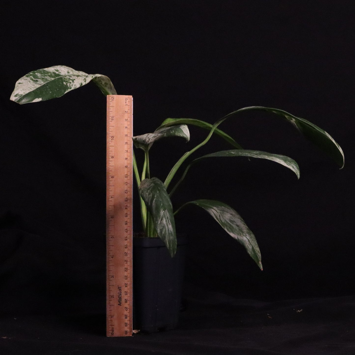 Variegated Epipremnum Giganteum