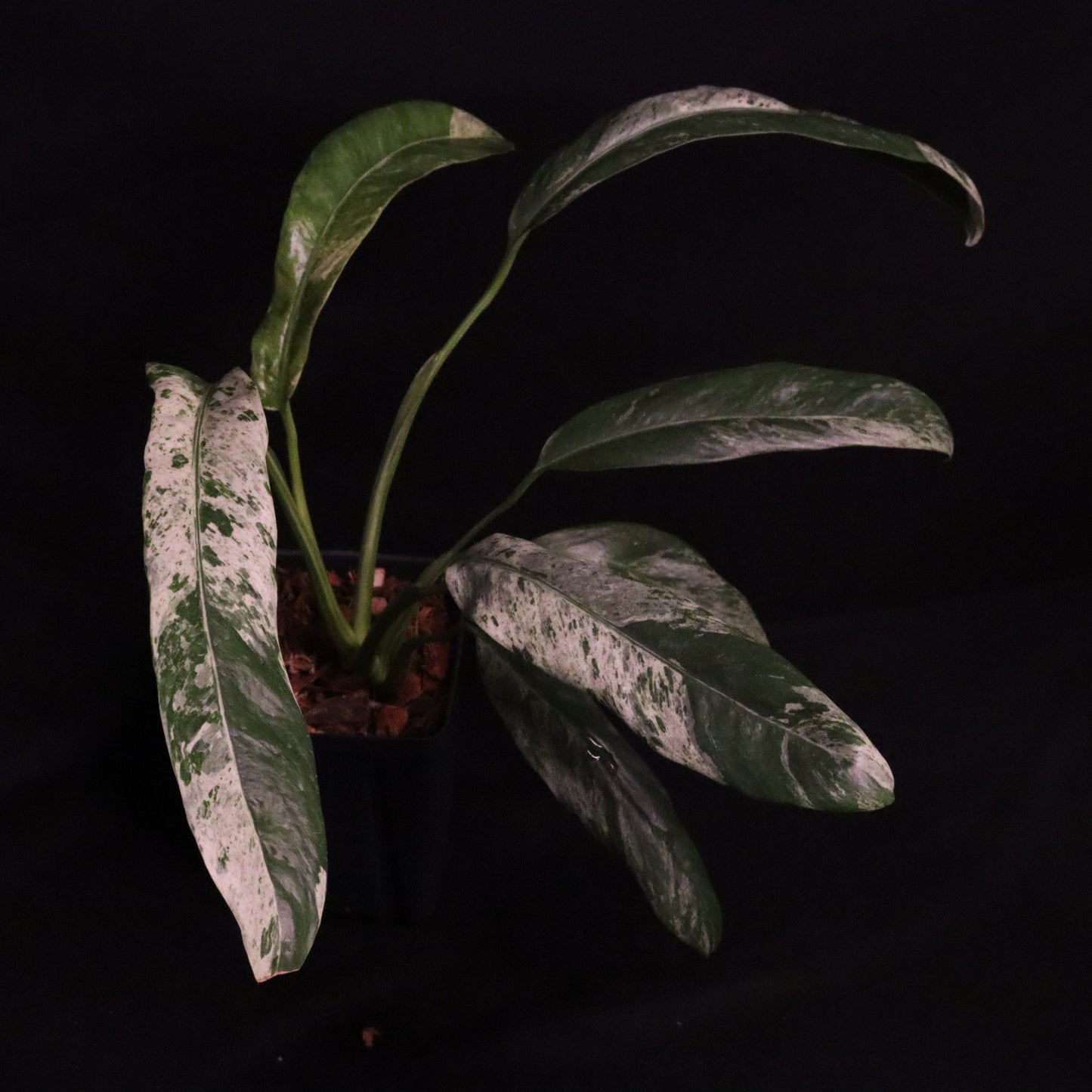 Variegated Epipremnum Giganteum