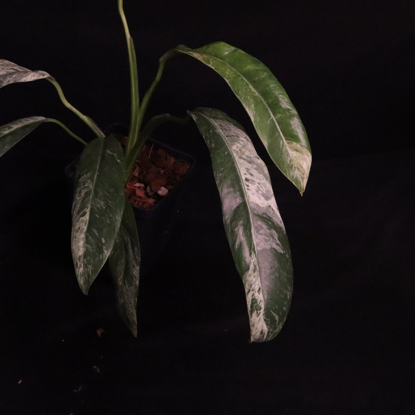 Variegated Epipremnum Giganteum
