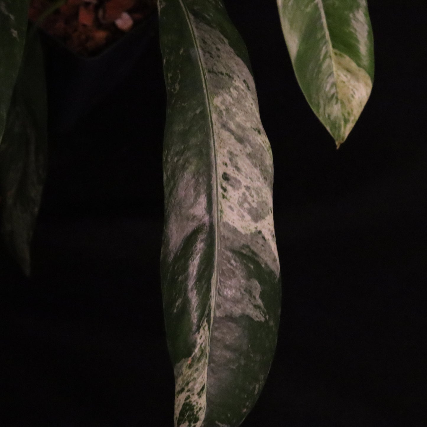 Variegated Epipremnum Giganteum