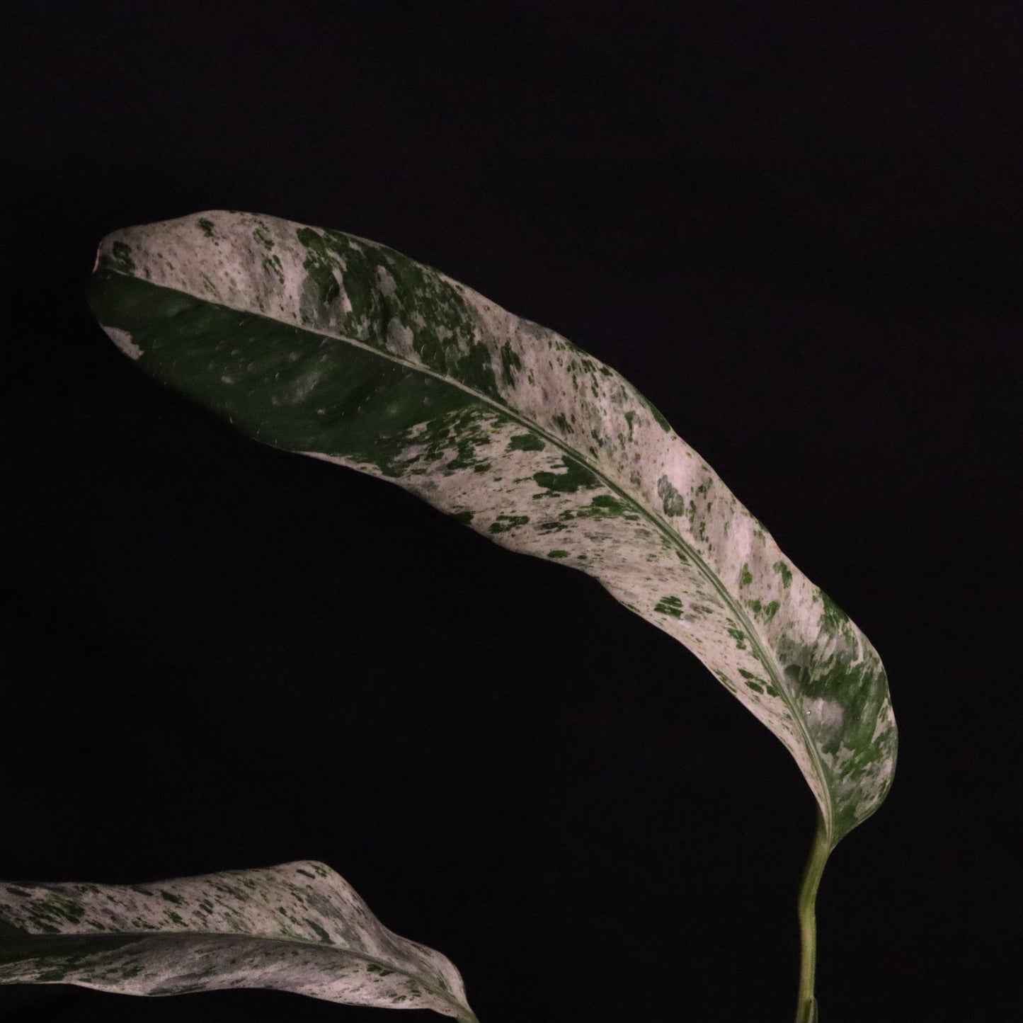Variegated Epipremnum Giganteum