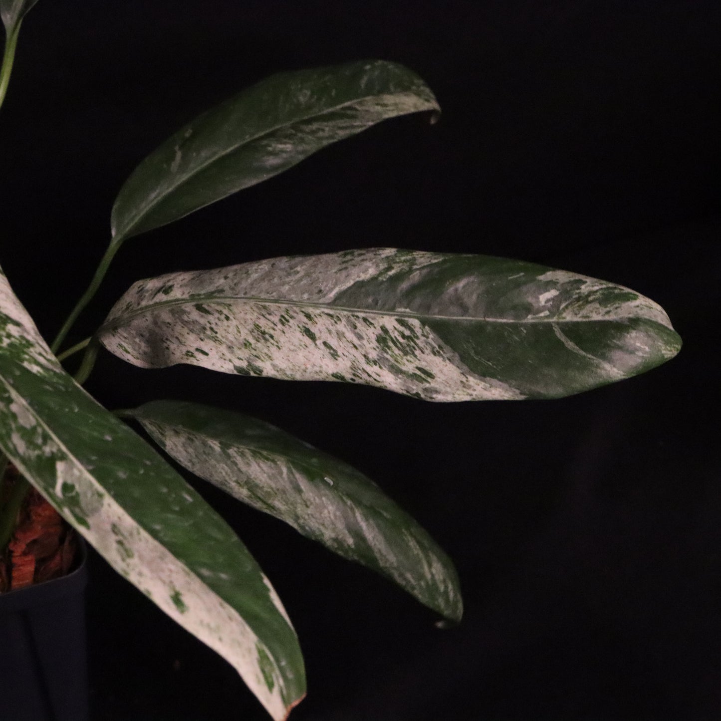 Variegated Epipremnum Giganteum