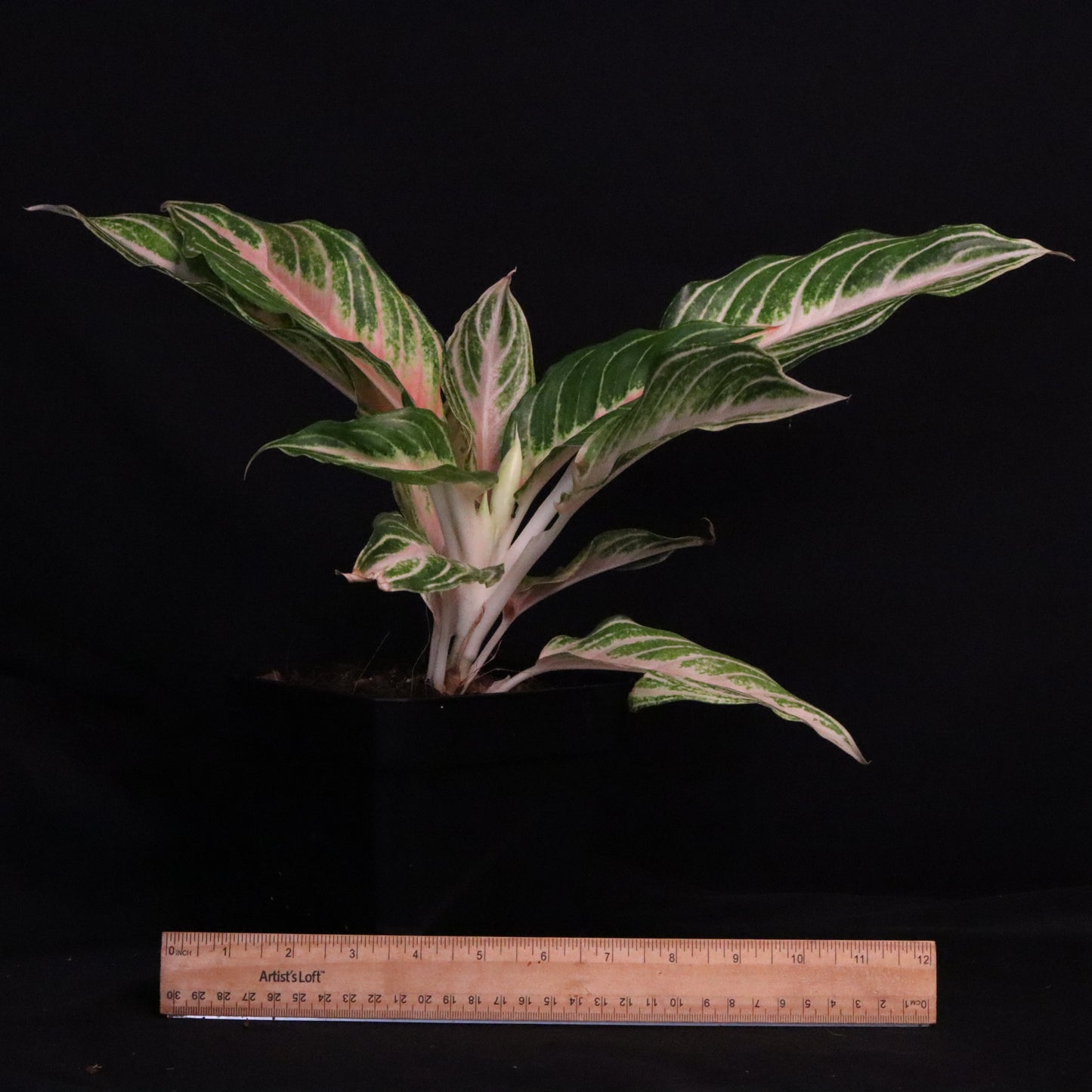 Aglaonema Pink Panama