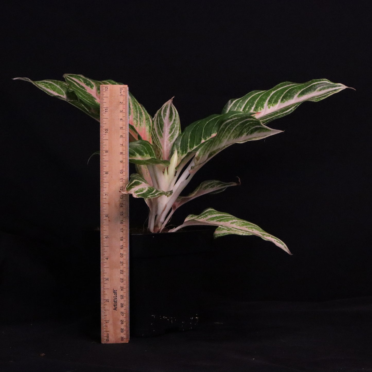 Aglaonema Pink Panama