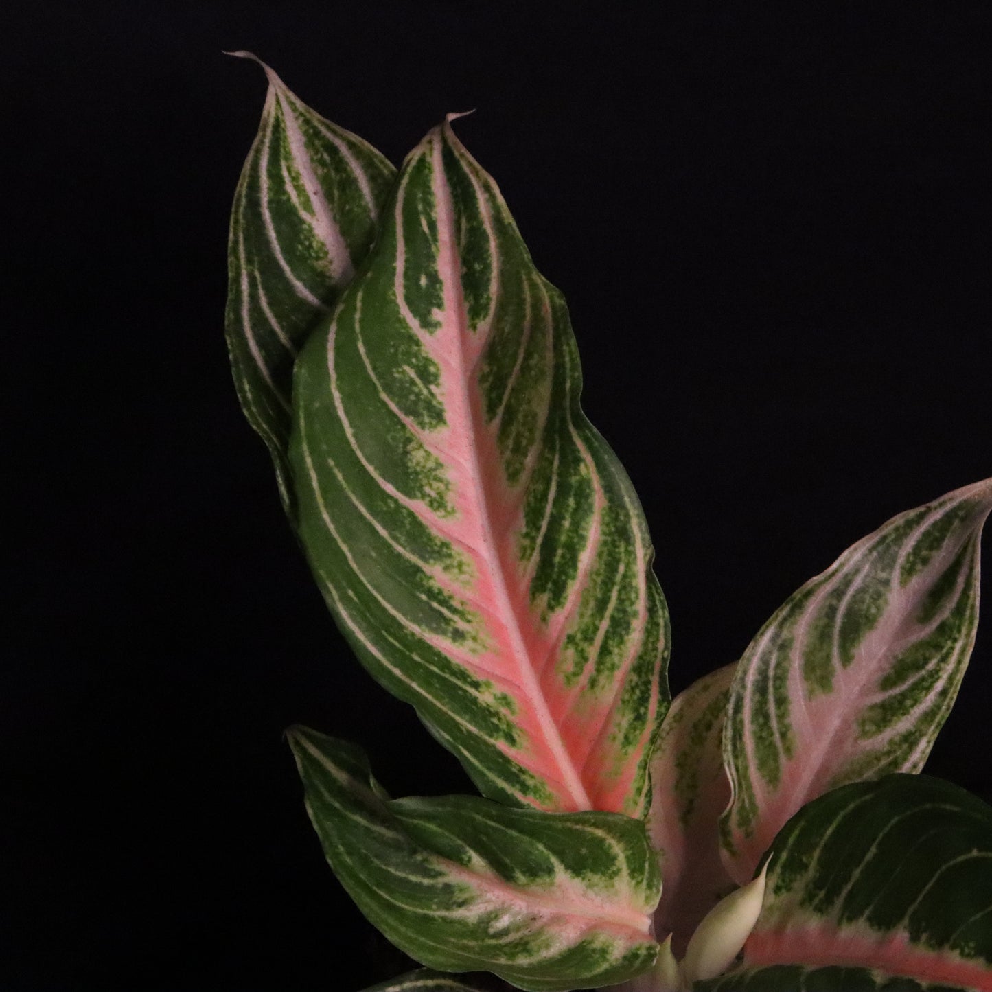 Aglaonema Pink Panama
