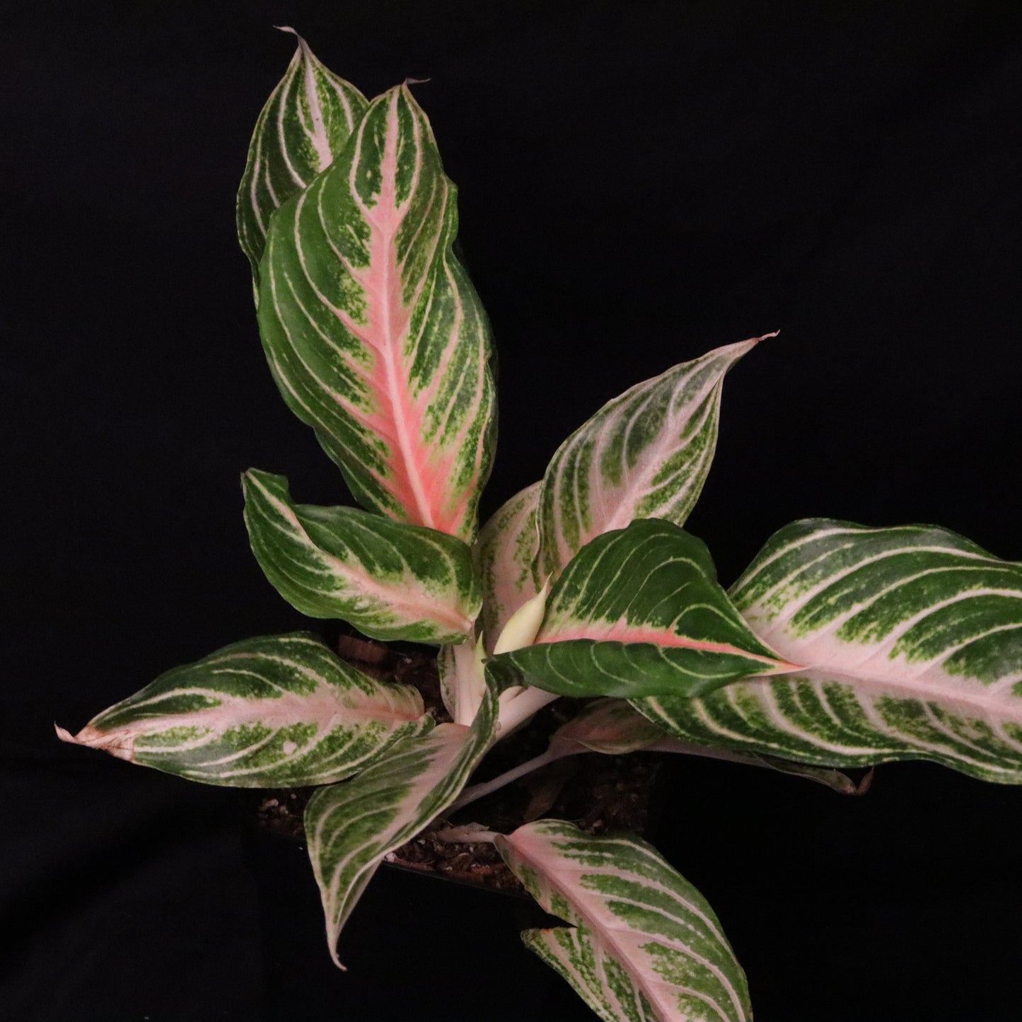 Aglaonema Pink Panama