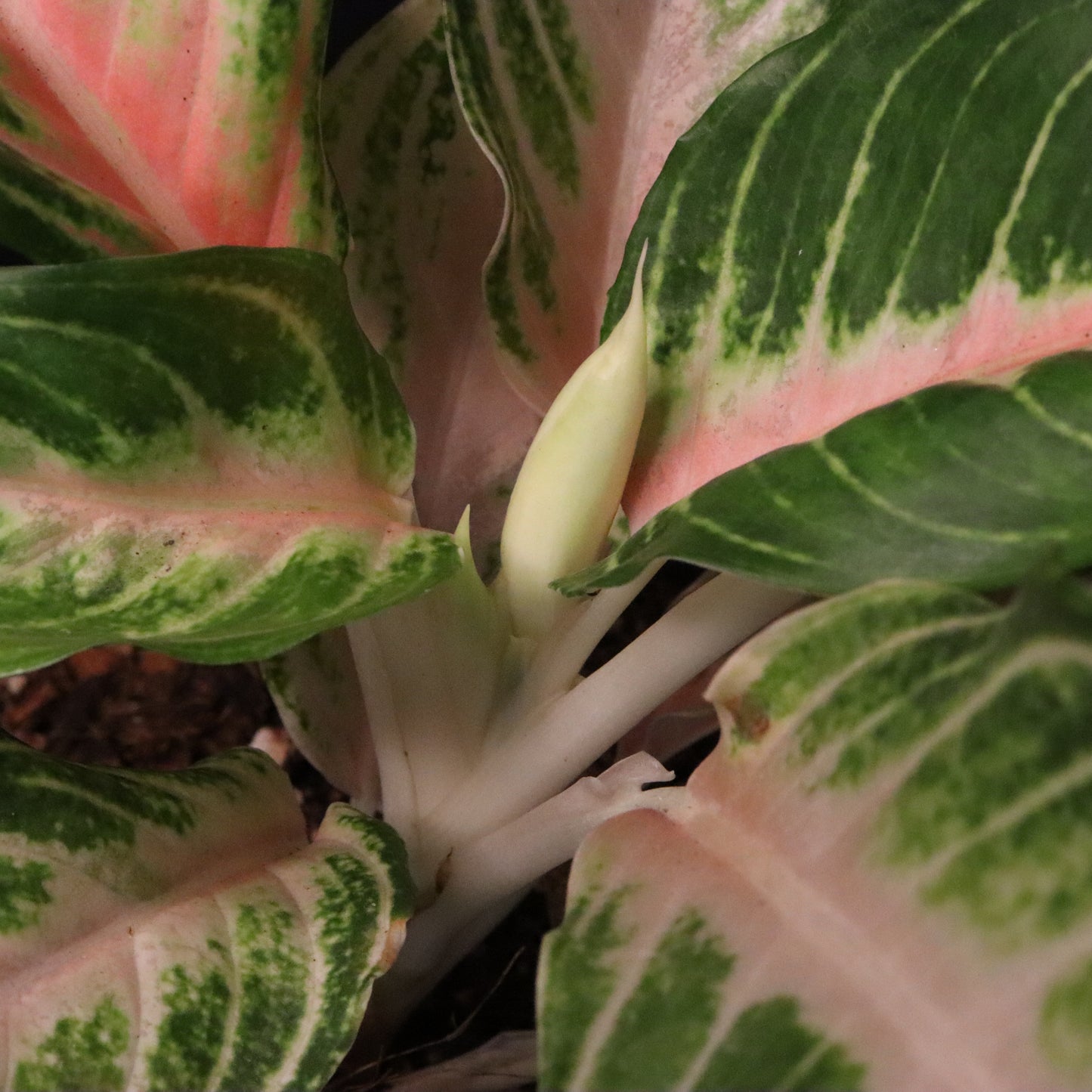 Aglaonema Pink Panama