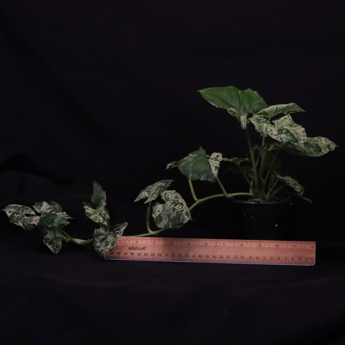 Syngonium Mojito - Grower's Choice
