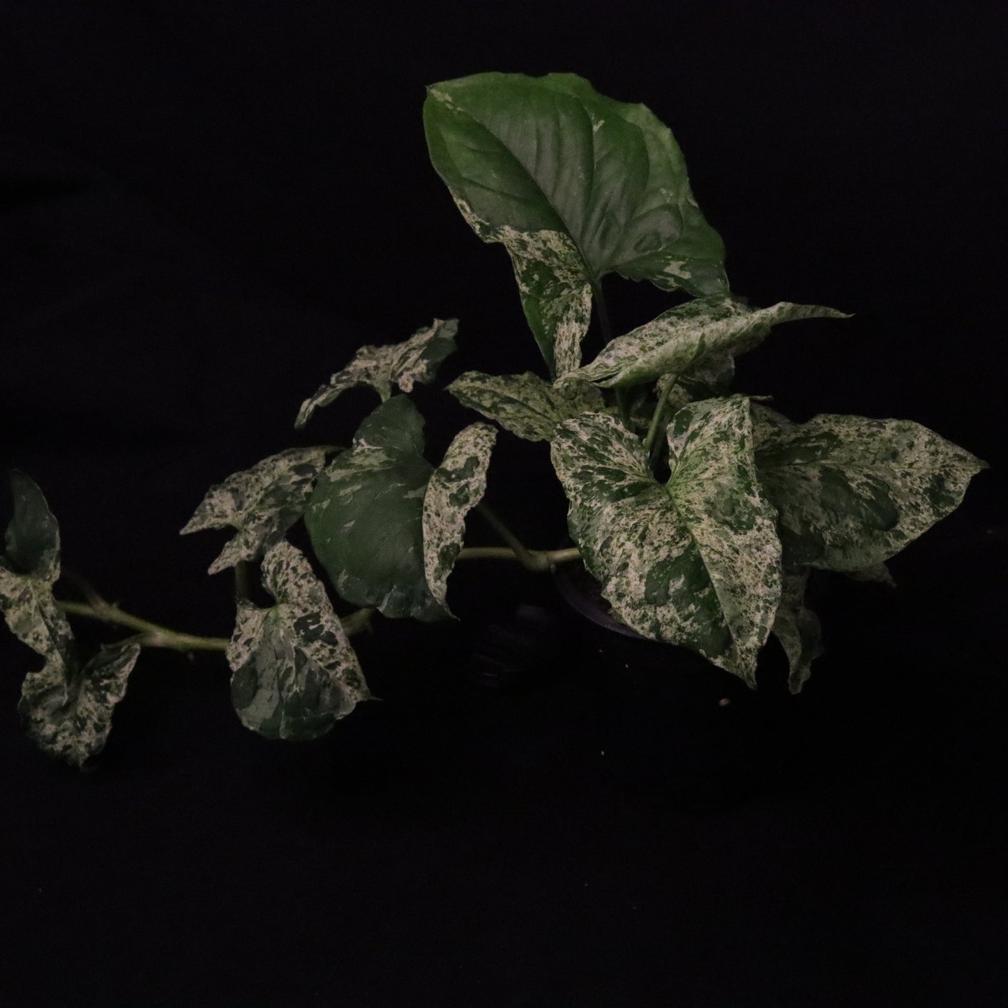 Syngonium Mojito - Grower's Choice