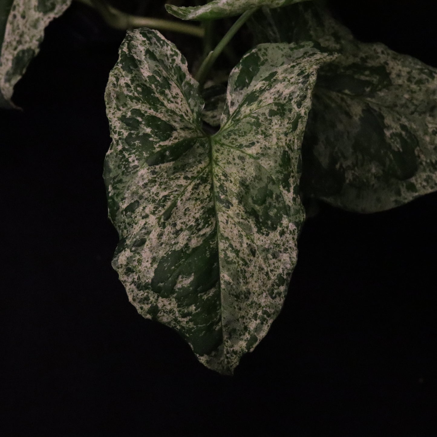Syngonium Mojito - Grower's Choice