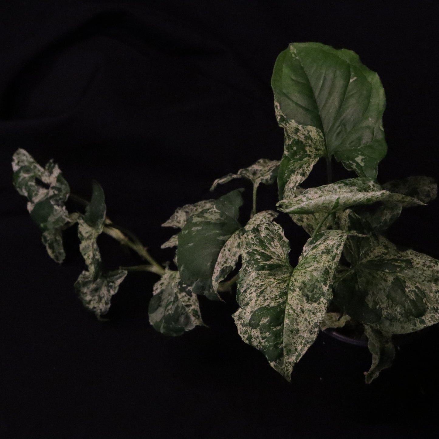Syngonium Mojito - Grower's Choice