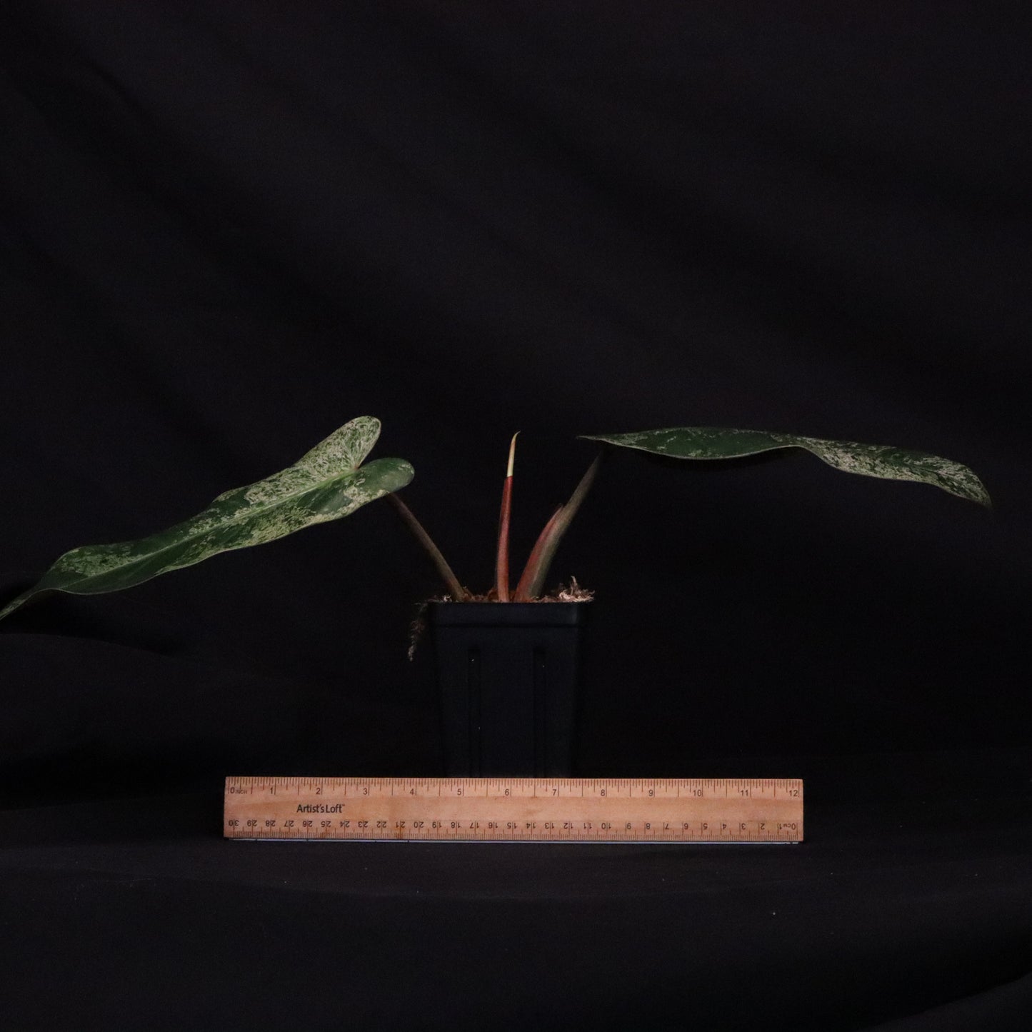 Philodendron Thailand's 'Whipple Way'