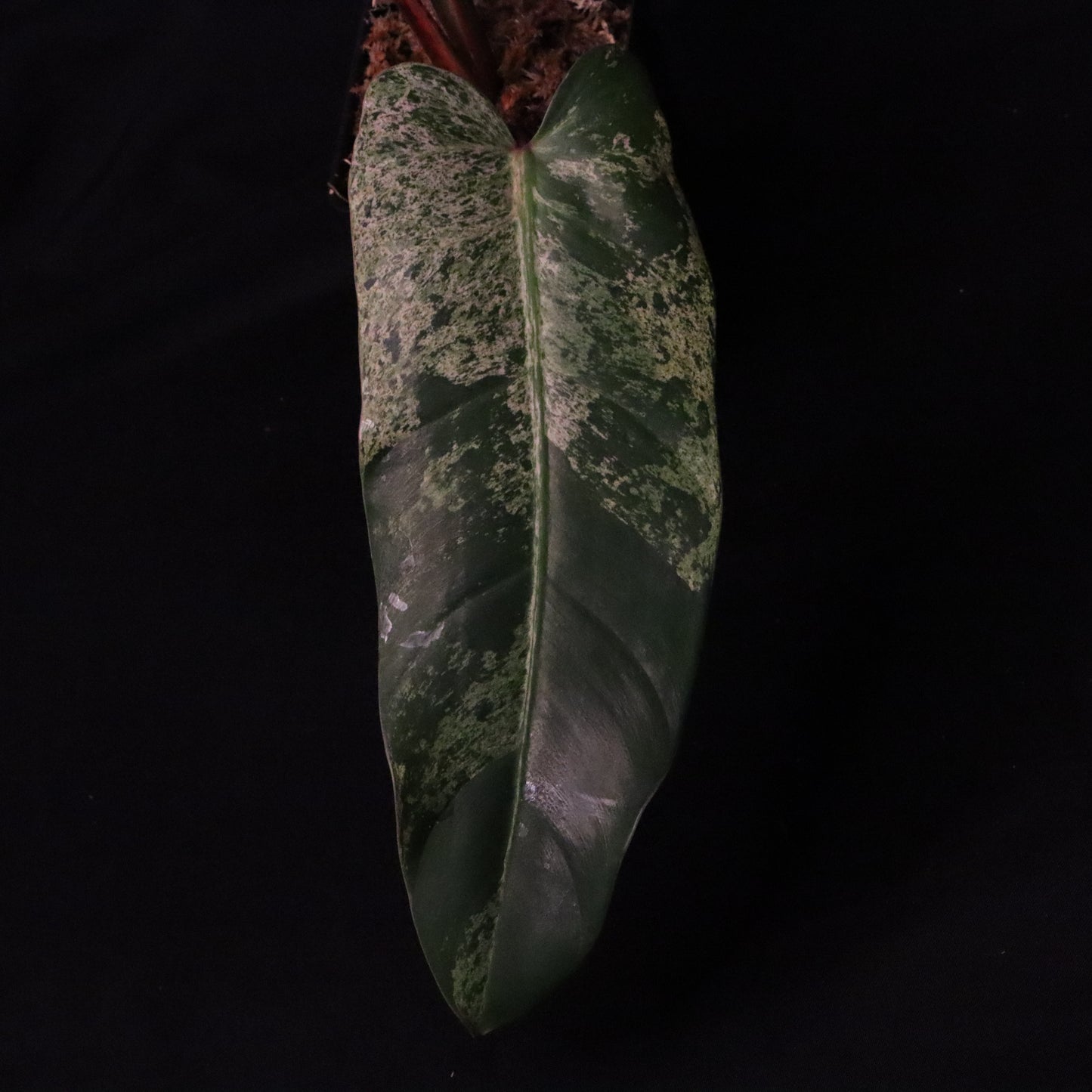 Philodendron Thailand's 'Whipple Way'