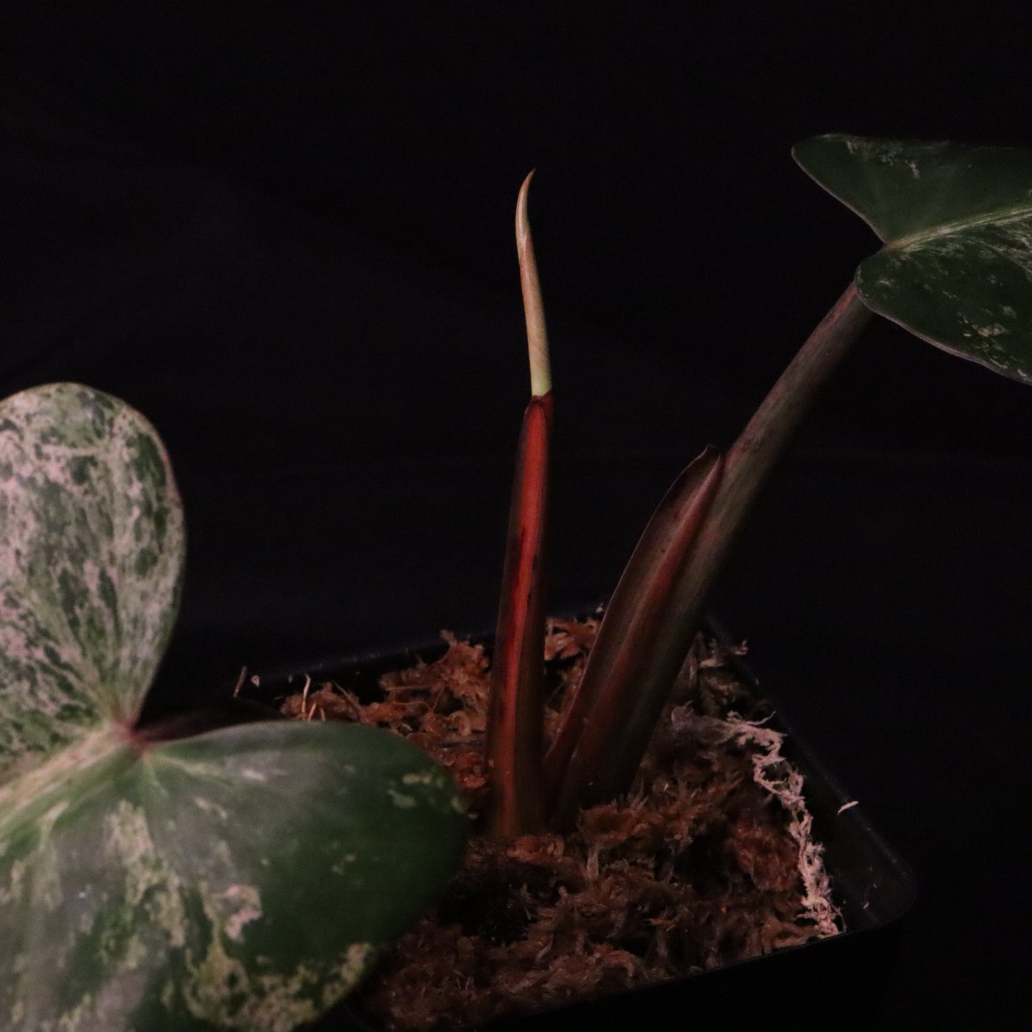 Philodendron Thailand's 'Whipple Way'