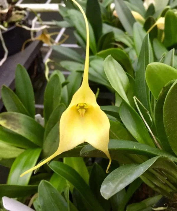 Masdevallia Haneczka