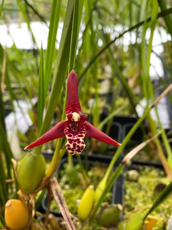 Maxillariella Tenuifolia - Blooming Size