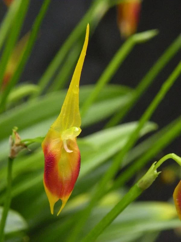 Masdevallia Pinocchio 'Cheyenne' - In Bud/Spike