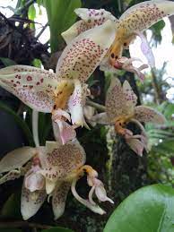 Stanhopea Oculata