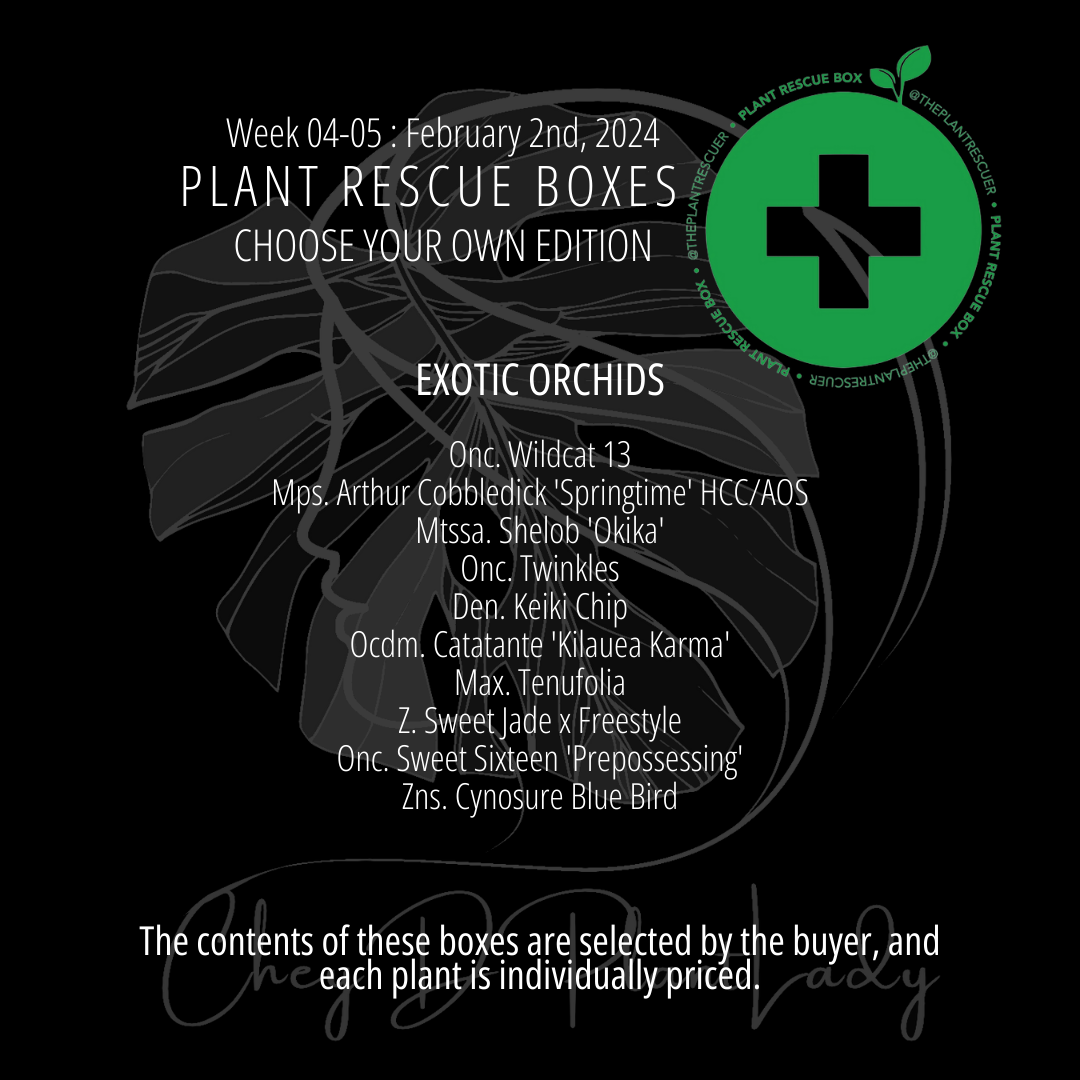 Exotic Orchids Plant Rescue Box - USA