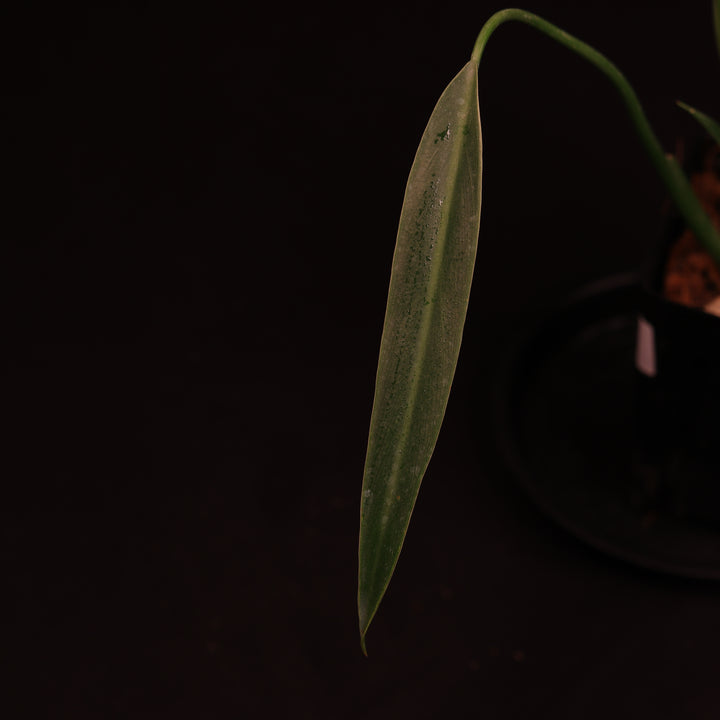 Philodendron Sucre Slim - Multiple Growth Points