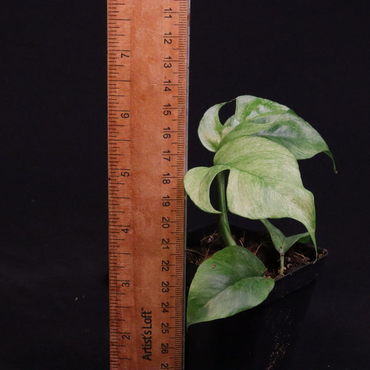 Variegated Rhaphidophora Tetrasperma - Mint