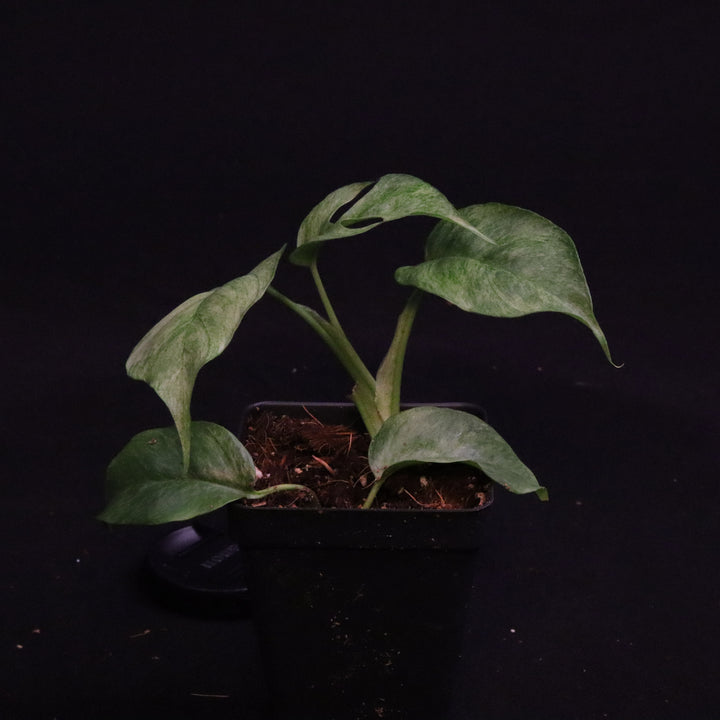 Variegated Rhaphidophora Tetrasperma - Mint