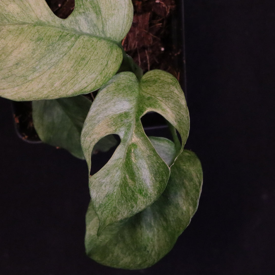 Variegated Rhaphidophora Tetrasperma - Mint