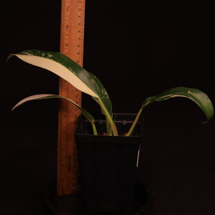 Variegated Philodendron Wend-Imbe - Two Growth Points