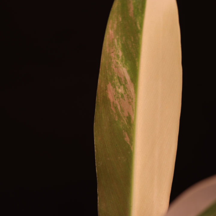 Variegated Philodendron Wend-Imbe - Two Growth Points