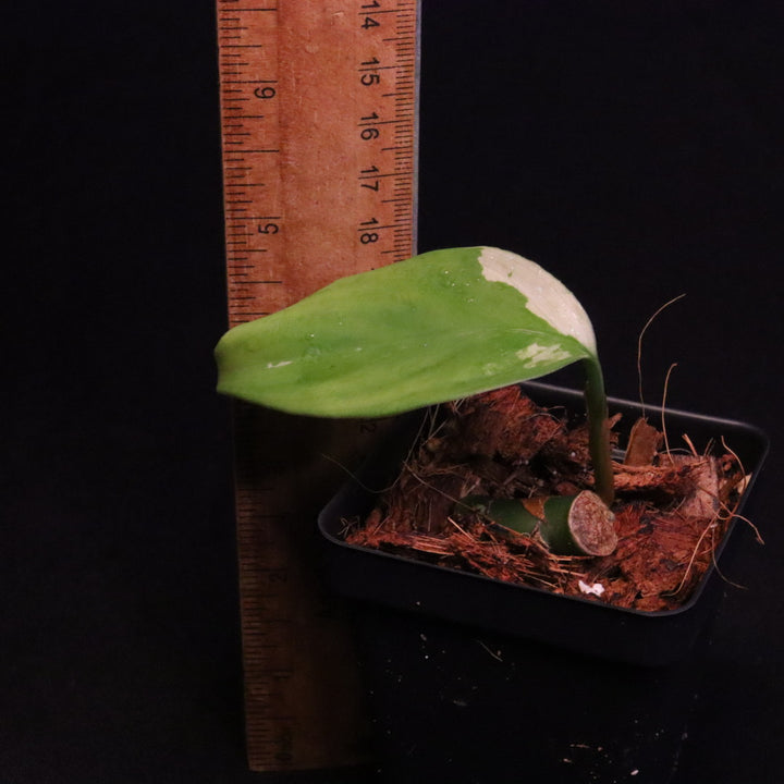 Variegated Aglaonema Modestum - Starter