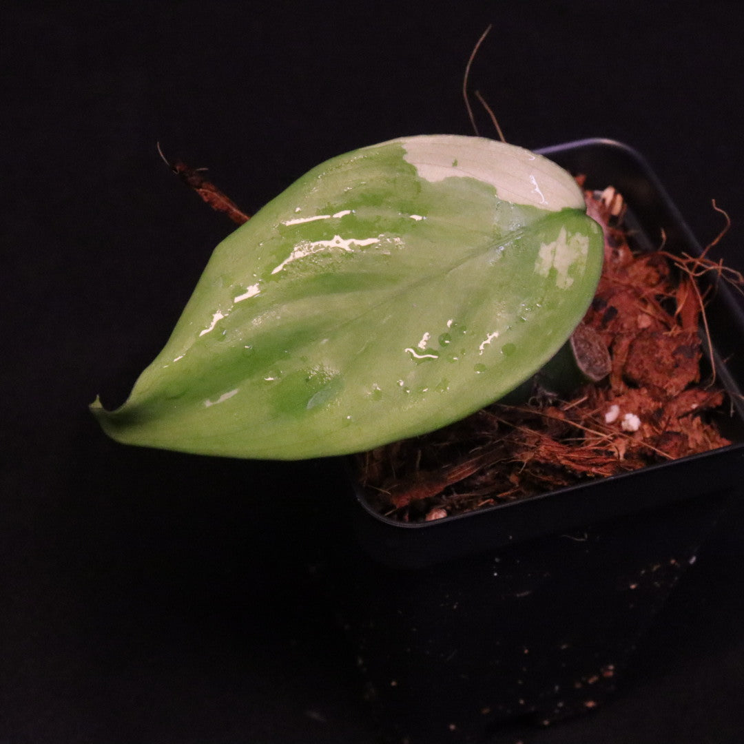 Variegated Aglaonema Modestum - Starter