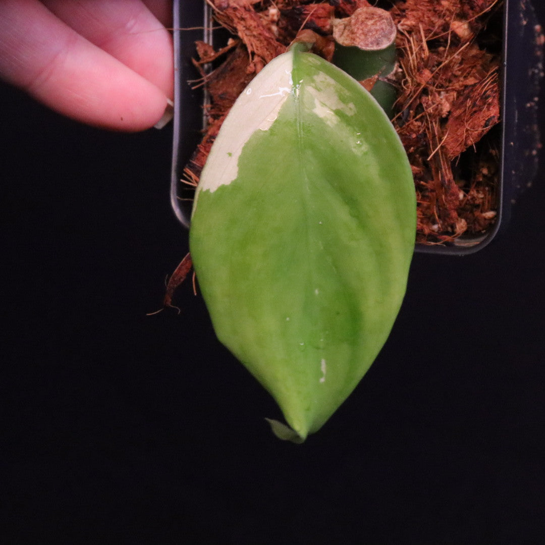 Variegated Aglaonema Modestum - Starter